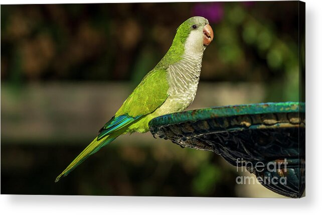 Branch Acrylic Print featuring the photograph Pair of Monk Parakeets Perched on Iron Fountain Blurred Background Cadiz by Pablo Avanzini