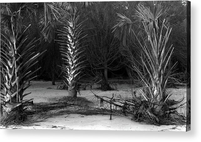  Acrylic Print featuring the photograph Palms on the beach, Big Talbot Island by John Simmons