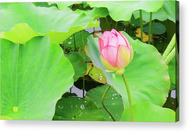 Garden Acrylic Print featuring the photograph Peaceful Pink Water Lily by Auden Johnson