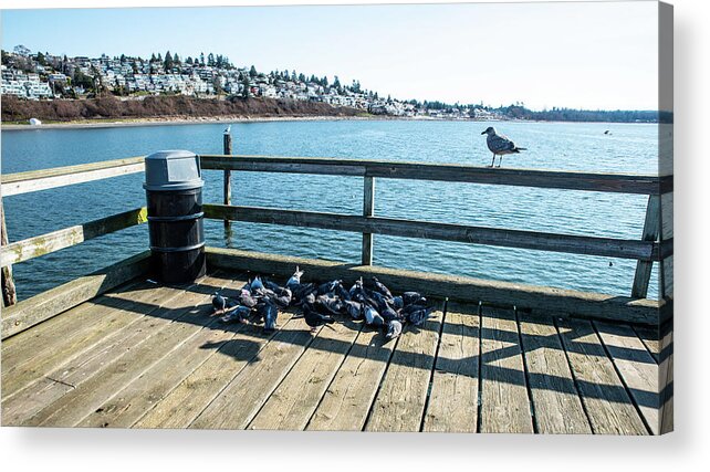 Pigeons And A Sea Gull Acrylic Print featuring the photograph Pigeons and a Sea Gull by Tom Cochran