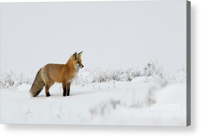 Fox Acrylic Print featuring the photograph Red Fox in the Snow by Patrick Nowotny