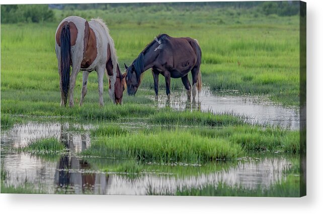 Chincoteague Island Acrylic Print featuring the photograph Saltwater Ponies of Chincoteague Island by Marcy Wielfaert