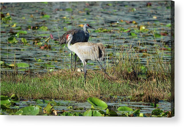 Sandhill Crane Acrylic Print featuring the photograph Sandhill Cranes Guarding Their Eggs by Aimee L Maher ALM GALLERY
