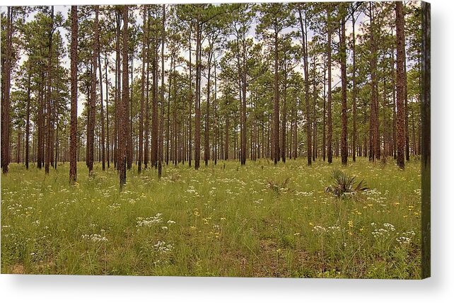 Sandhill Acrylic Print featuring the photograph Sandhill Wildflowers by Paul Rebmann