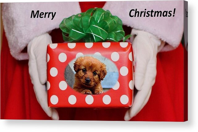Christmas Acrylic Print featuring the photograph Santa Brings A Puppy by Nancy Ayanna Wyatt