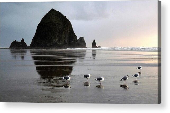 Oregon Acrylic Print featuring the photograph Seagulls at Haystack Rock by Tranquil Light Photography