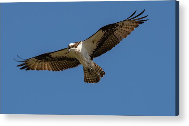 Osprey Acrylic Print featuring the photograph Searching by Cathy Kovarik