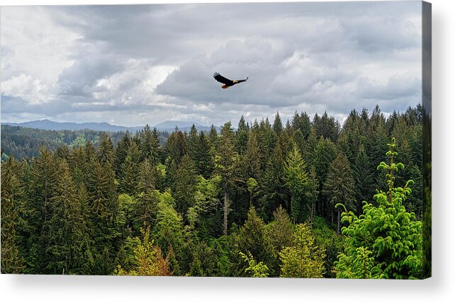 Baldeagle Acrylic Print featuring the photograph Silent Glider by Bill Posner