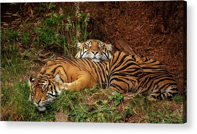 Animals Acrylic Print featuring the photograph Sleeping Tigers by Bob Cournoyer