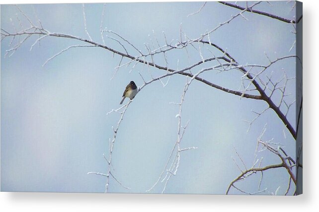 Winter Acrylic Print featuring the digital art Snow bird, a finch in winter by Shelli Fitzpatrick