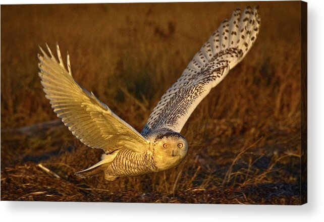 Snow Owl Acrylic Print featuring the photograph Snow Owl at Sunrise by Rob Mclean