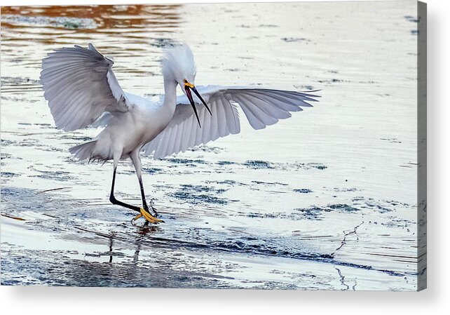 Snowy Egrets Acrylic Print featuring the photograph Snowy Egret Chase 3179-041621-3 by Tam Ryan