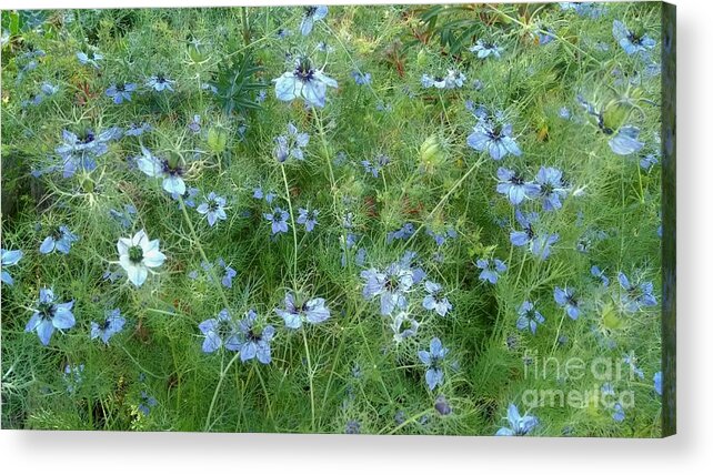 Flowers Acrylic Print featuring the photograph Soft and Blue by Kimberly Furey
