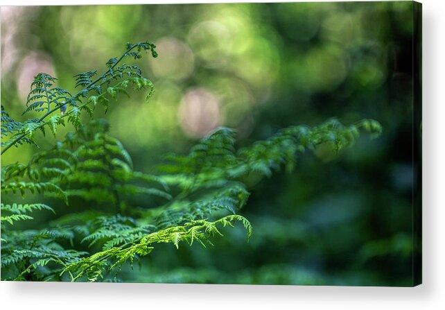 Green Acrylic Print featuring the photograph Soft Light Ferns by Pamela Dunn-Parrish