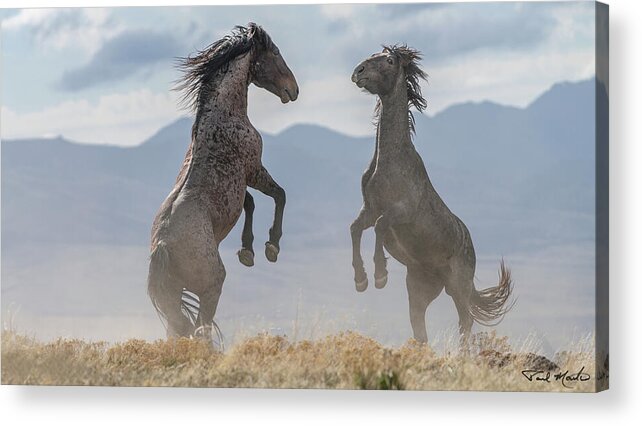 Stallion Acrylic Print featuring the photograph Spectacular Stallions. by Paul Martin