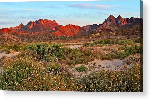 Dunes Acrylic Print featuring the photograph Spring in the Desert by Robert McKinstry