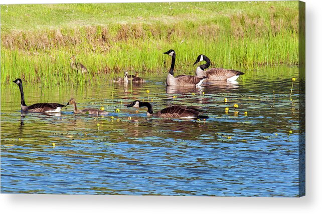 Geese Acrylic Print featuring the photograph Springtime At The Pond by Cathy Kovarik