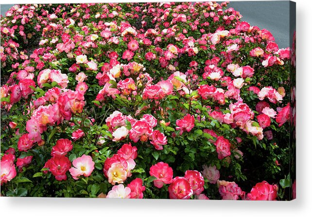 Lee Universtiy Acrylic Print featuring the photograph Springtime Floral Fantasy by Marcy Wielfaert