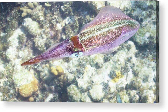 Squid Acrylic Print featuring the photograph Squid Pro Quo by Lynne Browne