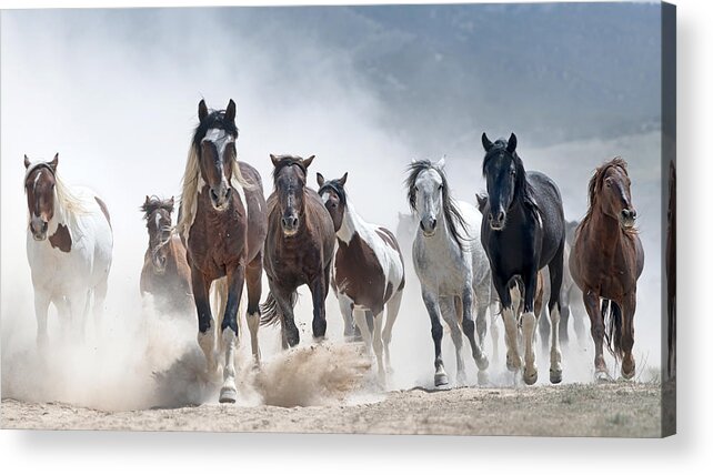 Stallion Acrylic Print featuring the photograph Stampede. by Paul Martin