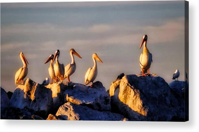 Pelicans Acrylic Print featuring the photograph Stand Together Apart by Terry Ann Morris