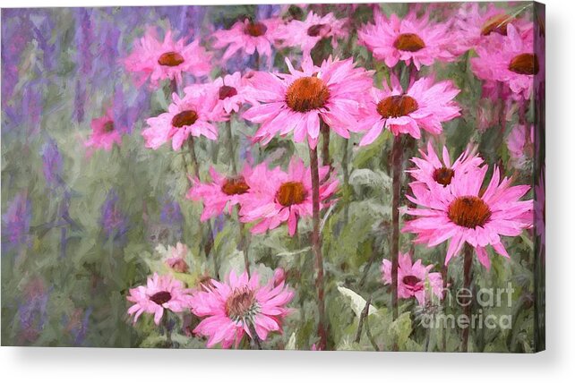 Flower Acrylic Print featuring the photograph Summer Echinacea Flower Plants by Philip Preston