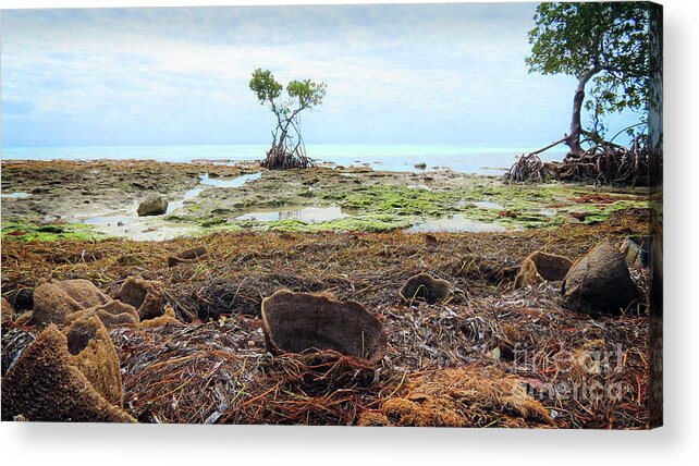 Mangrove Acrylic Print featuring the photograph Surroundings - Florida Mangroves Sponges by Chris Andruskiewicz