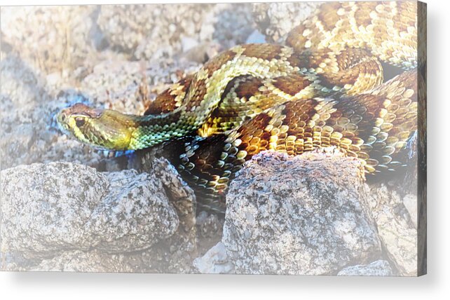 Affordable Acrylic Print featuring the photograph Sweet Honey in the Rock by Judy Kennedy