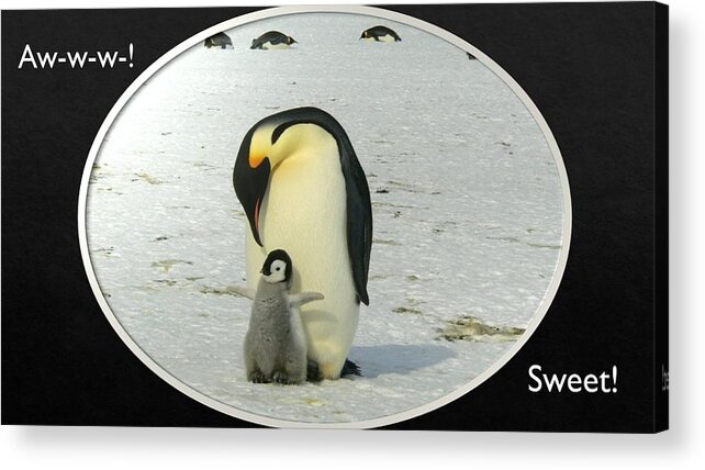 Penguins Acrylic Print featuring the photograph Sweet Penguins by Nancy Ayanna Wyatt