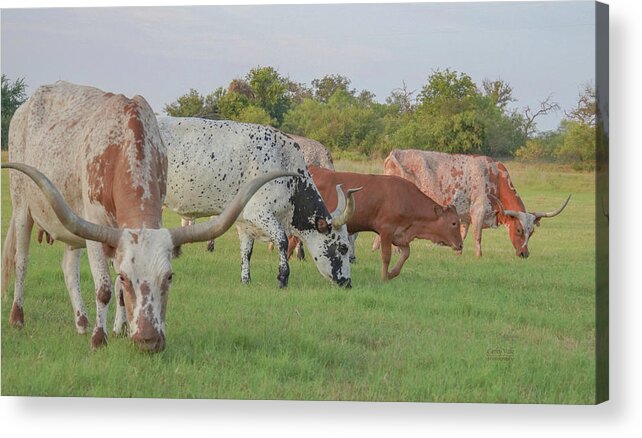 Texas Longhorn Cow Picture Acrylic Print featuring the photograph Texas longhorns grazing in Texas by Cathy Valle