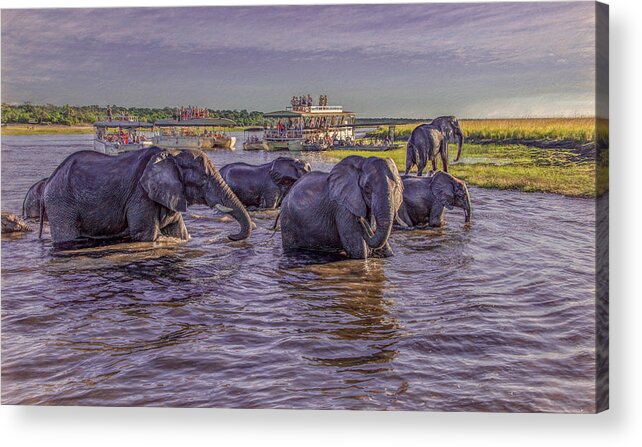 Chobe National Park Acrylic Print featuring the photograph The Crossing by Marcy Wielfaert