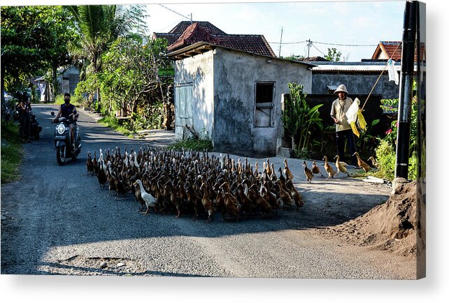 Bail Acrylic Print featuring the photograph The Duck Whisperer - Bali, Indonesia by Earth And Spirit