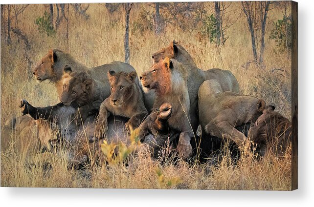 Strahl Acrylic Print featuring the photograph The Kill at Sunrise by Cheryl Strahl