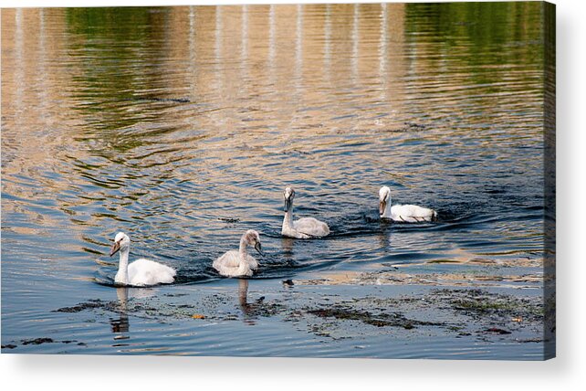 Birds Acrylic Print featuring the photograph Theres Always One by Cathy Kovarik