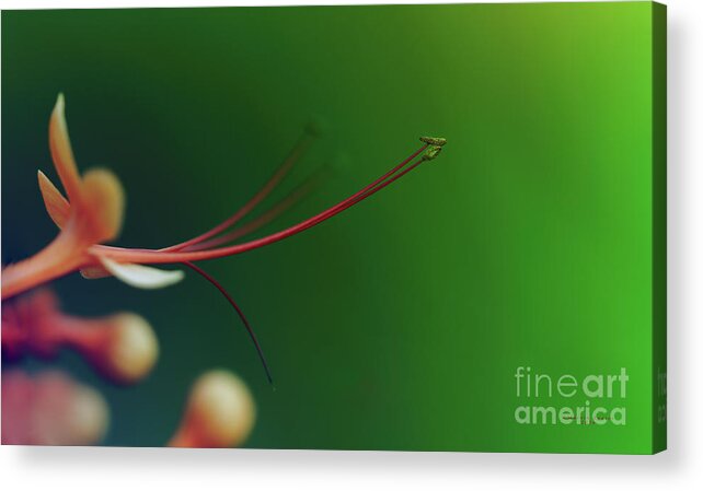 Blossom Acrylic Print featuring the photograph To The Point by Marvin Spates