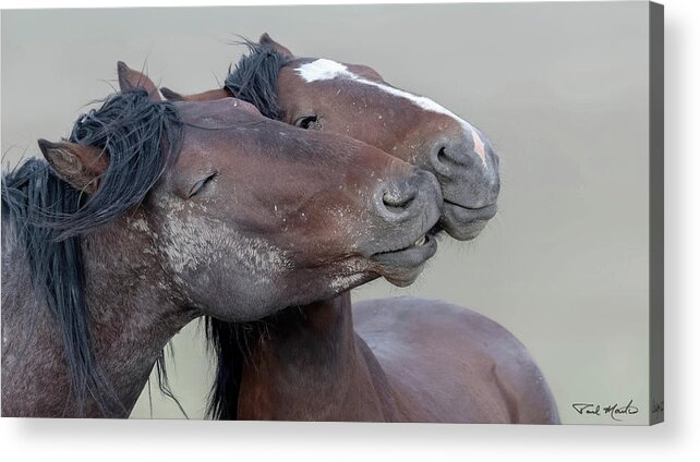 Stallion Acrylic Print featuring the photograph Together. by Paul Martin