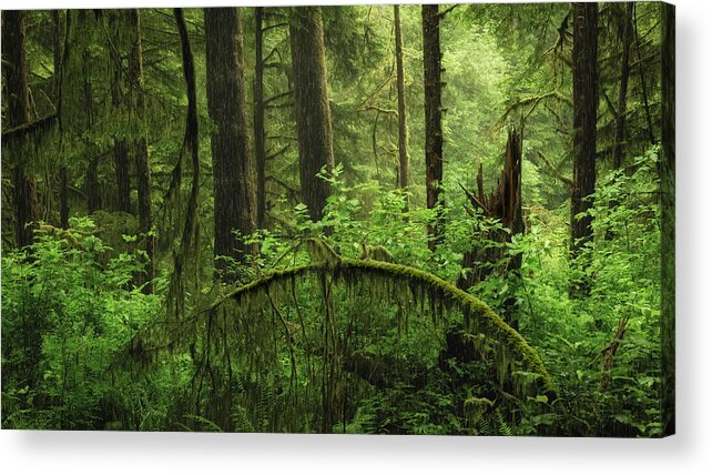 Landscape Acrylic Print featuring the photograph TreeBow during the rain by Bill Posner
