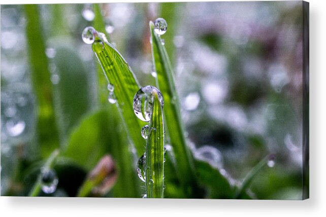 Nature Acrylic Print featuring the photograph Triumphant by Ivars Vilums