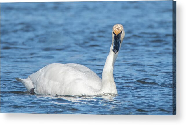 Trumpeter Swan Acrylic Print featuring the photograph Trumpeter Swan 8046-120920-2 by Tam Ryan
