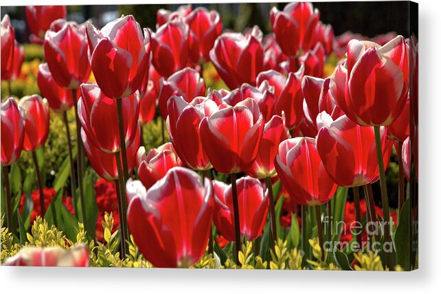 Nature Acrylic Print featuring the photograph Tulip Train by Stephen Melia