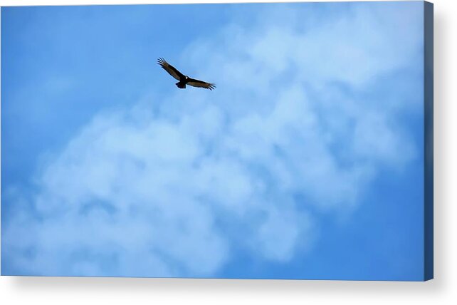 Arizona Acrylic Print featuring the photograph Turkey Vulture in Flight by Judy Kennedy