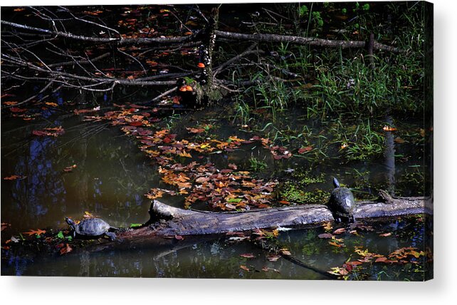 Animals Acrylic Print featuring the photograph Turtles on a Log by George Taylor
