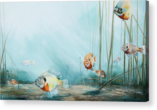 Fish Acrylic Print featuring the painting Breem by Katrina Nixon