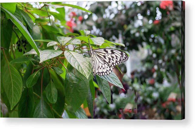 Butterfly Acrylic Print featuring the photograph White cabbage butterfly 2 by Cathy Anderson