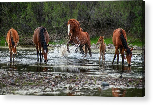Salt River Horse Acrylic Print featuring the photograph Wild Stallion in Salt River by Dave Dilli