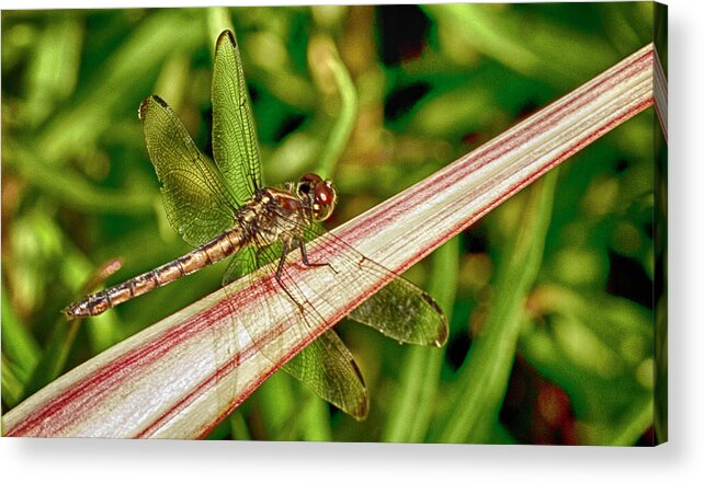 Dragonfly Acrylic Print featuring the photograph Winged Dragon by Bill Barber