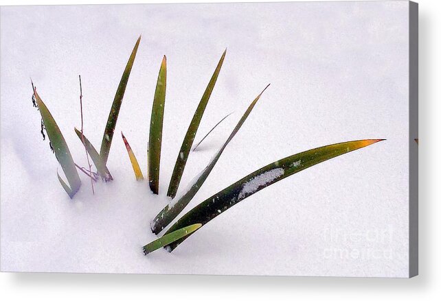 Grass Acrylic Print featuring the photograph Winter Green by Kimberly Furey