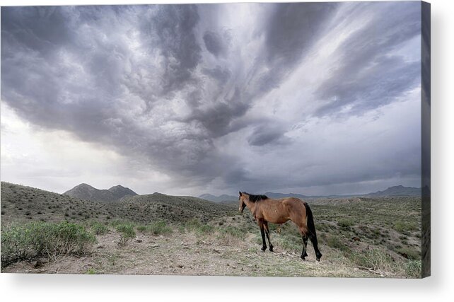 Stallion Acrylic Print featuring the photograph Winter Morning. by Paul Martin