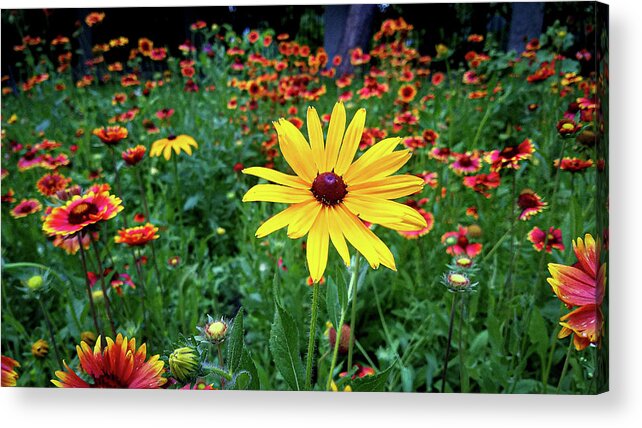 Yellow Flower Field Green Red Acrylic Print featuring the photograph Yellow Flower in Field by David Morehead