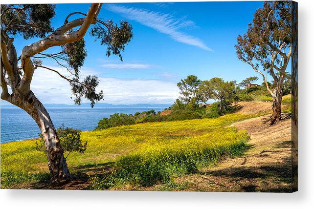 Yellow Acrylic Print featuring the photograph Yellow on the Bluffs by Mike-Hope